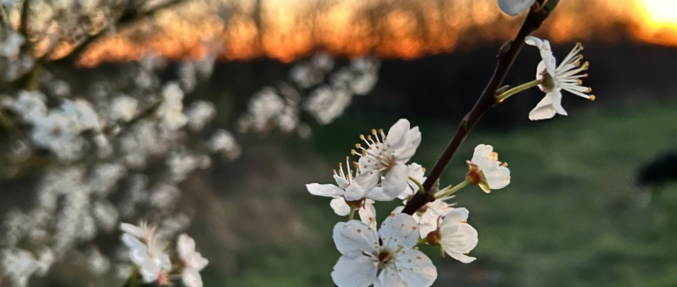 Blossom