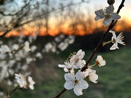 Blossom